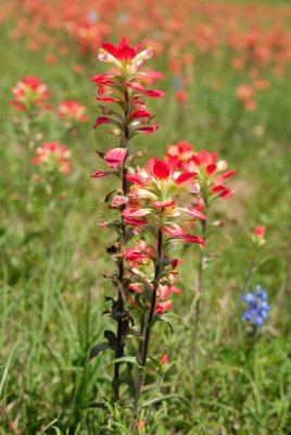 Washington Co. TX 04-06-08 0050