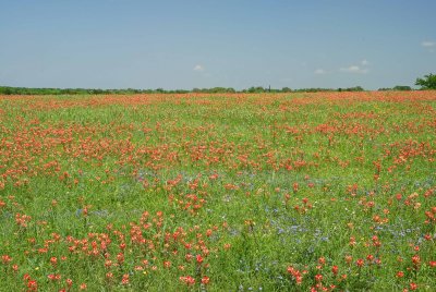 Washington Co. TX 04-06-08 0055