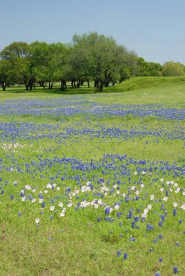 Washington Co. TX 04-06-08 0078