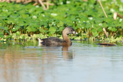 Brazoria NWR 03-15-08 0081