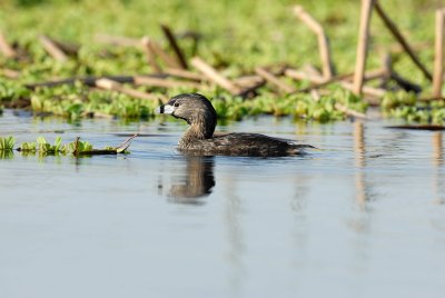 Brazoria NWR 03-15-08 0082