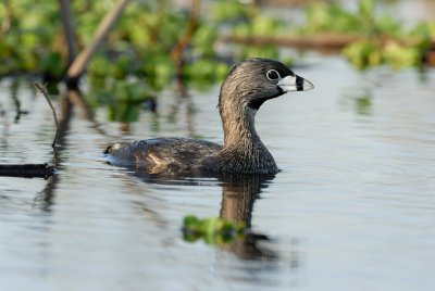Brazoria NWR 03-15-08 0084