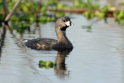 Brazoria NWR 03-15-08 0085