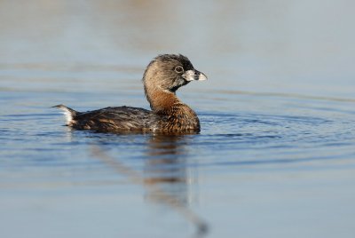 Brazoria NWR 03-15-08 0089