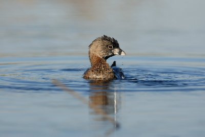 Brazoria NWR 03-15-08 0090
