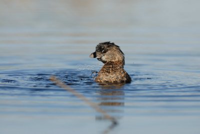 Brazoria NWR 03-15-08 0091