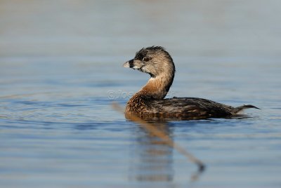 Brazoria NWR 03-15-08 0094