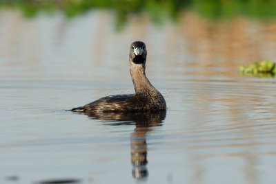 Brazoria NWR 03-15-08 0120