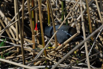 Brazoria NWR 03-15-08 0001