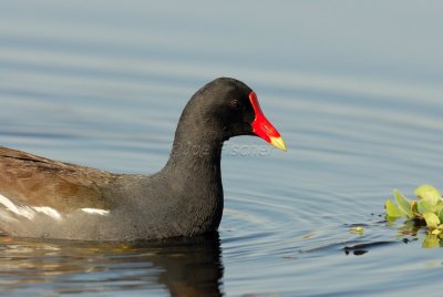 Brazoria NWR 03-15-08 0079