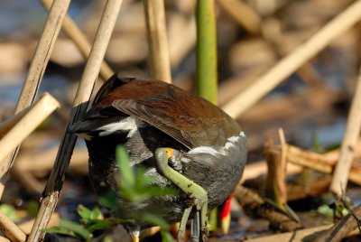 Brazoria NWR 03-15-08 0080