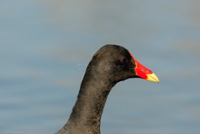 Brazoria NWR 03-15-08 0087