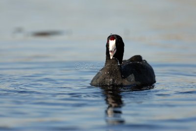 Brazoria NWR 03-15-08 0095