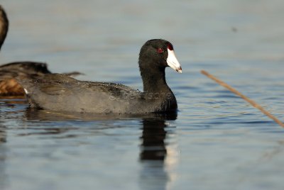 Brazoria NWR 03-15-08 0097
