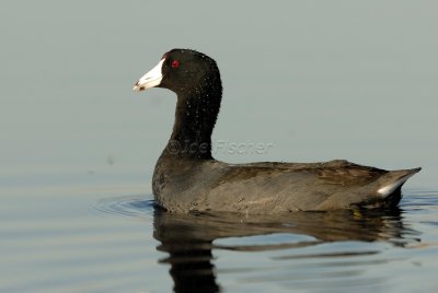 Brazoria NWR 03-15-08 0125