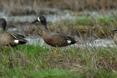 Brazoria NWR 04-02-08 0027