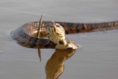 Brazoria NWR 04-02-08 0051