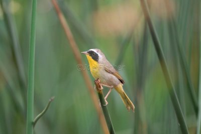 San Bernard NWR 04-02-08 0060