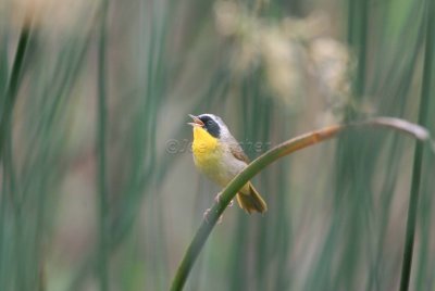 San Bernard NWR 04-02-08 0063