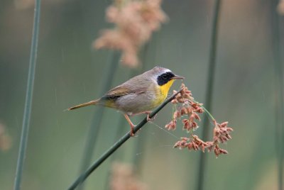 San Bernard NWR 04-02-08 0064