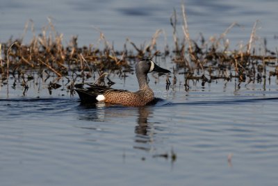 Brazoria NWR 03-15-08 0063