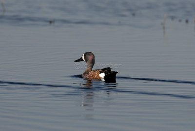 Brazoria NWR 03-15-08 0064