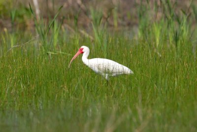 Brazoria NWR 03-15-08 0036