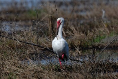 Brazoria NWR 03-15-08 0052