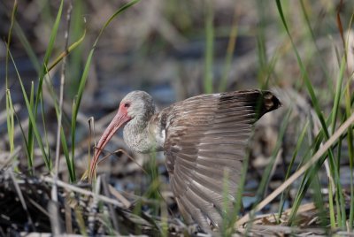 Brazoria NWR 03-15-08 0071