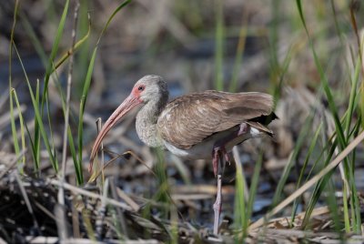 Brazoria NWR 03-15-08 0072