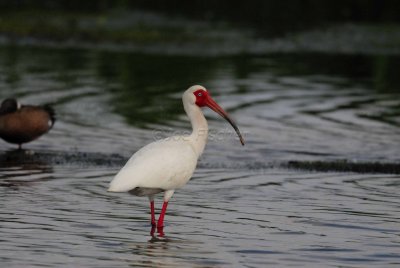 Brazoria NWR 04-02-08 0022