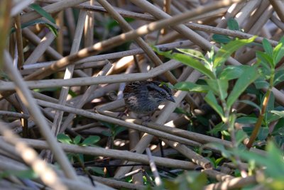 Brazoria NWR 03-15-08 0088