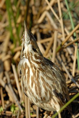 Brazoria NWR 03-15-08 0111