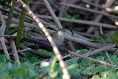 Brazoria NWR 03-15-08 0114