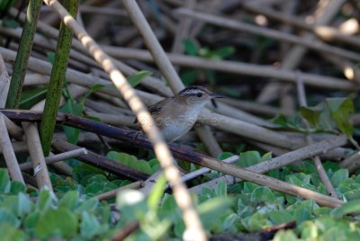 Brazoria NWR 03-15-08 0115