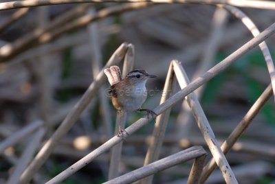 Brazoria NWR 03-15-08 0116