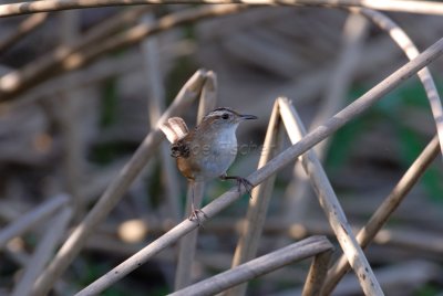 Brazoria NWR 03-15-08 0118