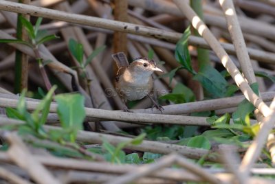 Brazoria NWR 03-15-08 0128
