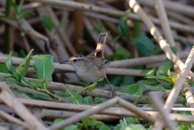 Brazoria NWR 03-15-08 0130