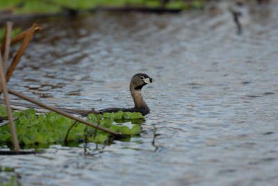 Brazoria NWR 04-02-08 0040
