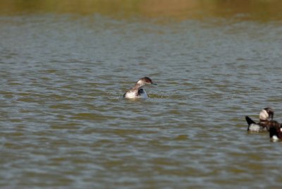 Freeport Marsh 03-15-08 0013