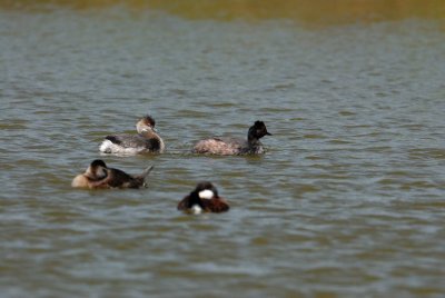 Freeport Marsh 03-15-08 0014