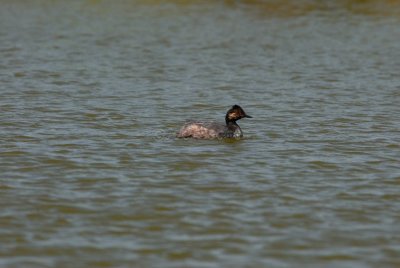 Freeport Marsh 03-15-08 0019