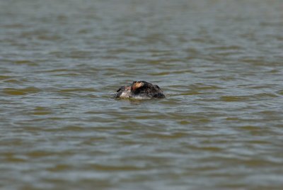 Freeport Marsh 03-15-08 0056