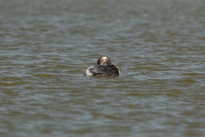 Freeport Marsh 03-15-08 0060