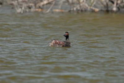 Freeport Marsh 03-15-08 0061