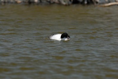 Freeport Marsh 03-15-08 0062