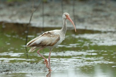 San Bernard NWR 04-02-08 0075