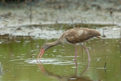San Bernard NWR 04-02-08 0087