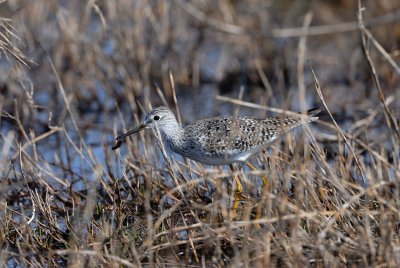 Brazoria NWR 03-15-08 0009